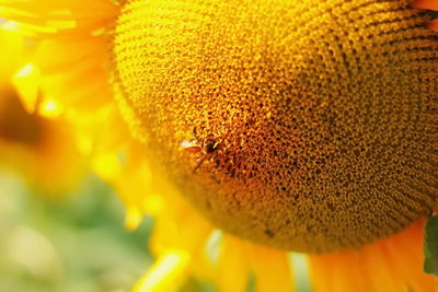 Close-up of honey bee on sunflower