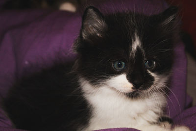 Close-up portrait of black and white kitten 