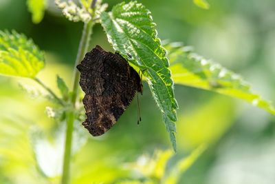 Close-up of butterfly on leaf