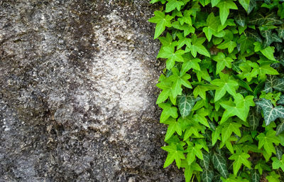 High angle view of plant growing on field