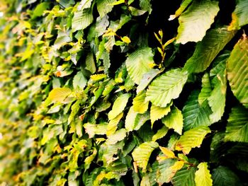 Close-up of green leaves