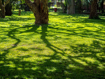 Trees in park