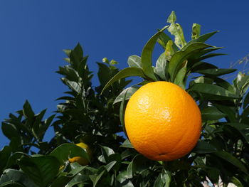Low angle view of orange growing on tree