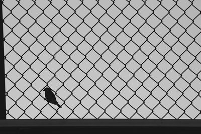 Close-up of bird perching on chainlink fence