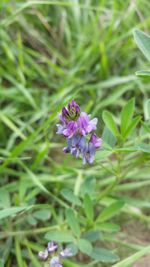 Close-up of purple flowers blooming outdoors