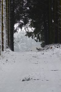 Frozen trees in forest during winter