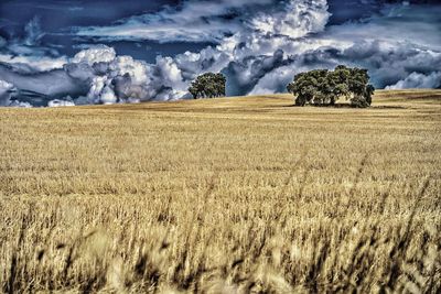 Scenic view of wheat field against sky