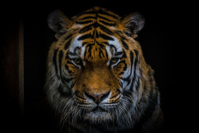 Close-up portrait of tiger against black background