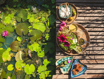 High angle view of potted plant