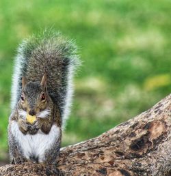 Close-up of squirrel on tree trunk