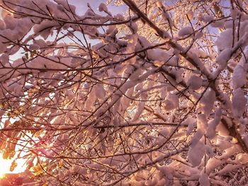 Low angle view of blooming tree against sky