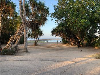 Trees and plants growing on beach against sky