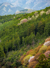 Scenic view of forest
