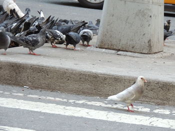 Pigeons on the wall