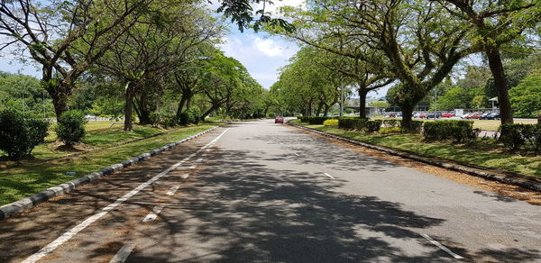 Surface level of road amidst trees in city
