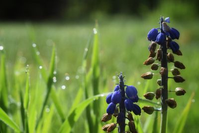 Close-up of purple flowering plant on field