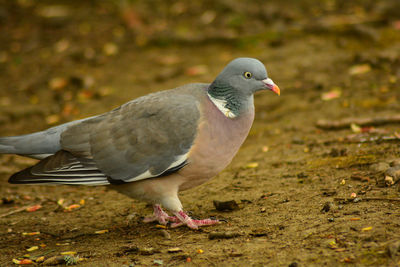 Close-up of bird