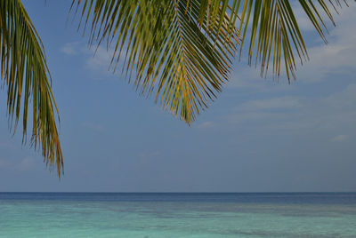 Palm tree by sea against sky