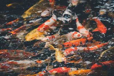 High angle view of koi carps swimming in pond