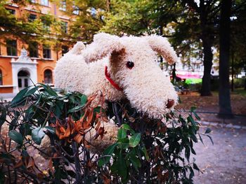 Close-up of a sheep
