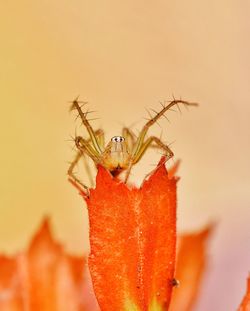 Close-up of spider on flower