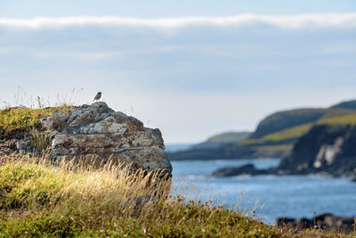 Bird perching on rock by sea against sky