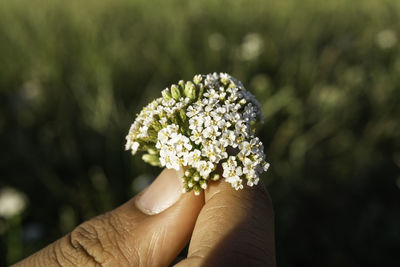 Close-up of hand holding white flowers outdoors