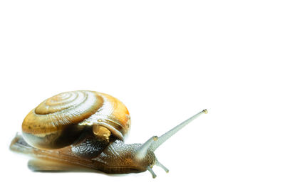 Close-up of snail on white background