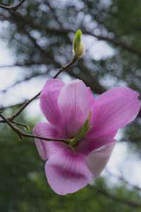 Close-up of pink flower against blurred background