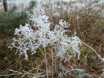 Close-up of snow on plants in forest