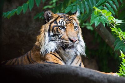 Close-up of tiger