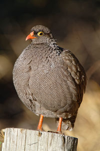 Red-billed spurfowl on wooden post in morning sunlight