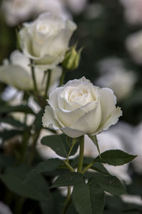 Close-up of white roses blooming in park
