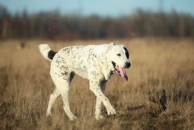 Dog running on field