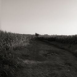 Dirt road in field