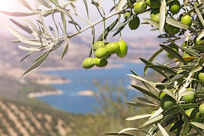 Close-up of fruit growing on tree against sky