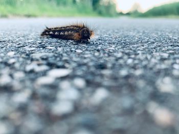 Close-up of insect on road