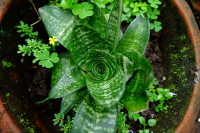 High angle view of fresh green leaf in water