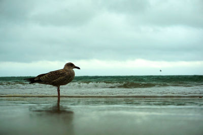 Seagull on beach