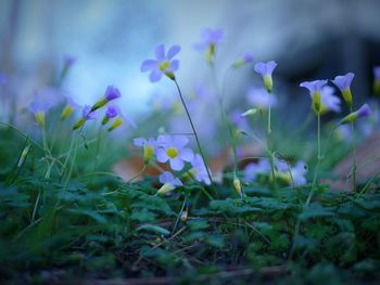 Purple flowers growing in field