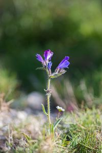 Purple flowers on field