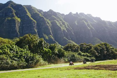 Vehicles on road by trees