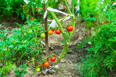 Red berries on plant in field