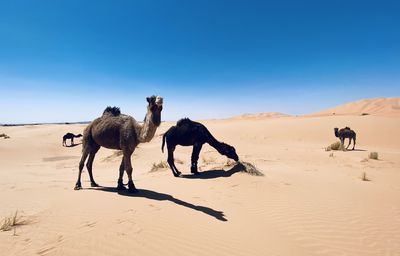 Camels walking on sand at desert against clear blue sky