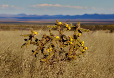 Close-up of plant on land against sky
