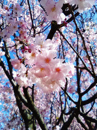 Low angle view of cherry blossoms in spring