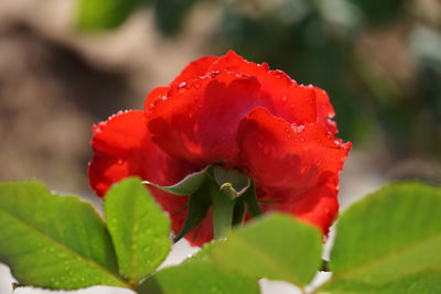 Close-up of red rose flower