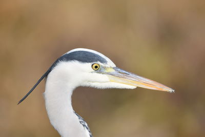 Close-up of gray heron