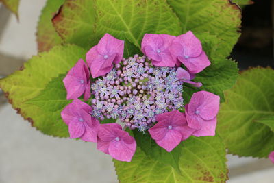 Close-up of pink flower