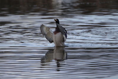 Duck swimming in lake